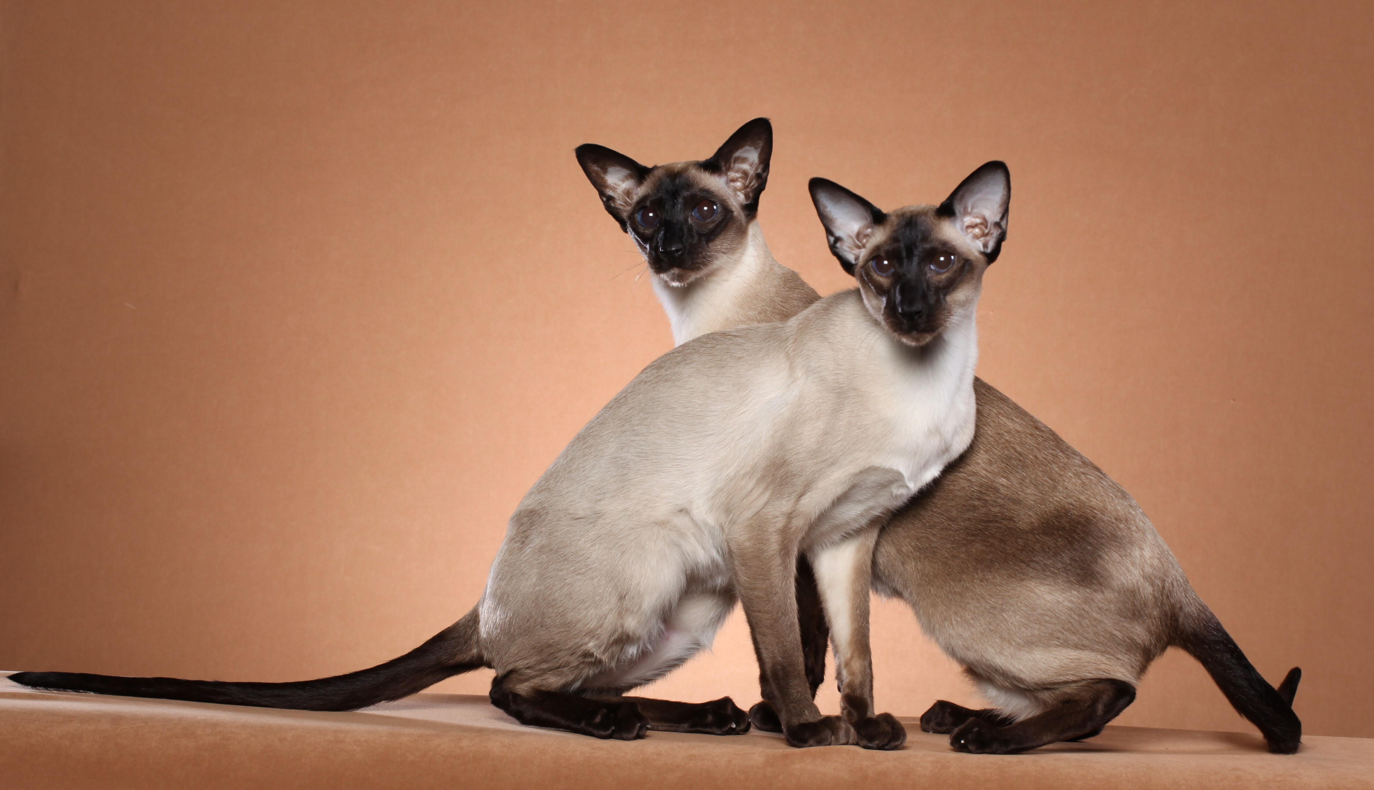 siamese cat breed thirsty cat fountains