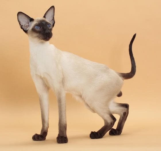 siamese cat breed thirsty cat fountains