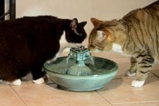 cat fountains
